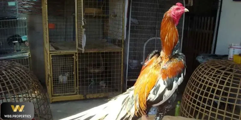 chăm gà cựa dao W88