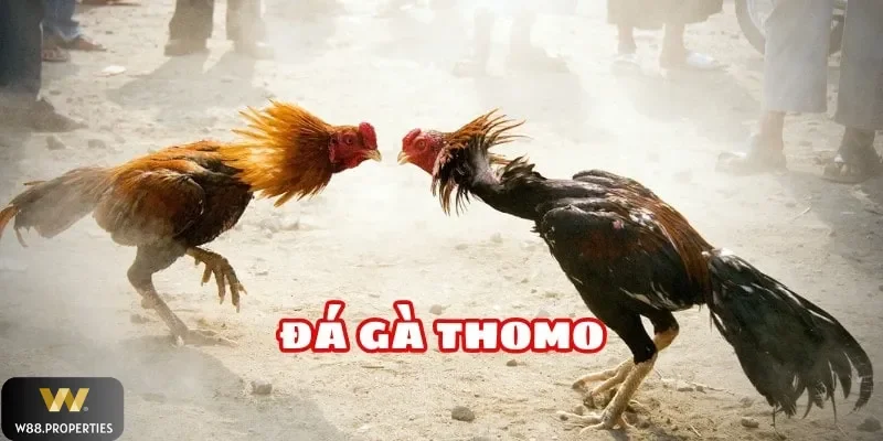 đá gà Thomo W88